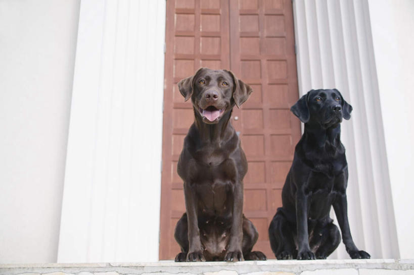 无人,家,坐,横图,室外,白天,正面,门,宠物,狗,房屋,墙,屋子,拉布拉多,注视,拉布拉多猎犬,楼房,墙壁,墙面,住宅,黑色,动物,门框,观察,看,两只,可爱,观看,察看,关注,拉布拉多犬,忠诚,犬,坐着,彩图,全身,房子