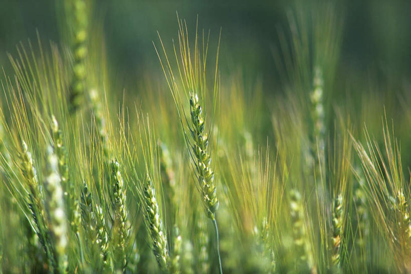 无人,农田,横图,室外,特写,白天,正面,农业,庄稼,农作物,小麦,许多,阴影,朦胧,模糊,光线,影子,稻田,谷物,很多,绿色,阳光,麦子,彩图,耕地,庄稼田