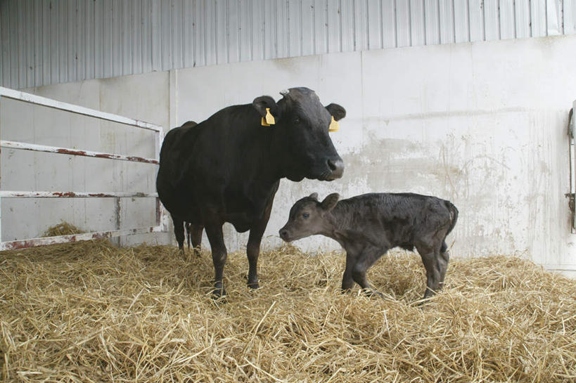 无人,母亲,儿子,农场,栏杆,站,横图,室内,白天,侧面,畜牧业,牧场,牛,围栏,干草,注视,护栏,动物,观察,看,站着,两只,母子,家畜,母爱,牲畜,观看,察看,关注,畜牧,牧业,站立,彩图,全身