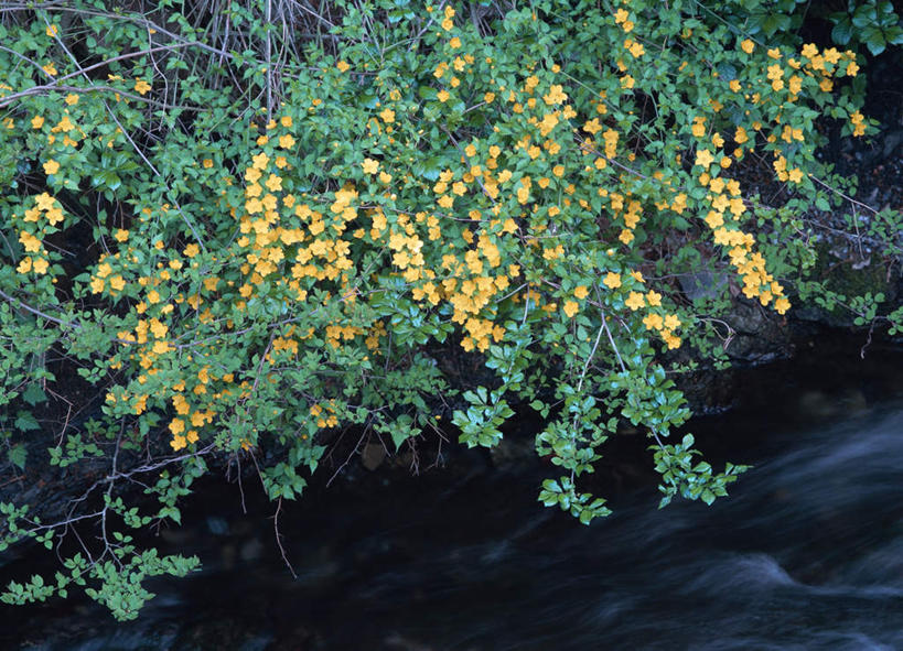 无人,横图,室外,白天,正面,河流,水,植物,阴影,波纹,盛开,光线,影子,河水,水流,涟漪,花蕾,花,花瓣,花朵,鲜花,树,树木,黄色,绿色,倒影,水纹,阳光,自然,波浪,花苞,花蕊,生长,成长,倒映,高贵,水晕,地藏王花,棣棠花,蜂棠花,黄度梅,麻叶棣棠,反照,彩图