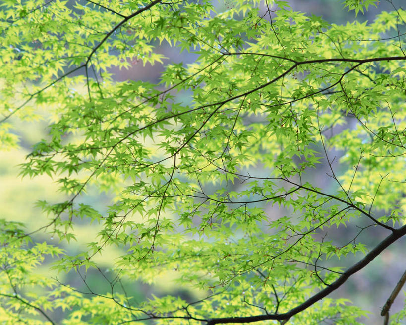 无人,横图,室外,白天,仰视,旅游,度假,美景,植物,枫树,叶子,日本,亚洲,景观,绿叶,娱乐,树,树木,绿色,自然,享受,休闲,嫩叶,景色,放松,生长,成长,自然风光,东亚,日本国,九州本岛,九州,九州岛,九州地方,熊本,熊本县,叶,叶片,彩图,低角度拍摄