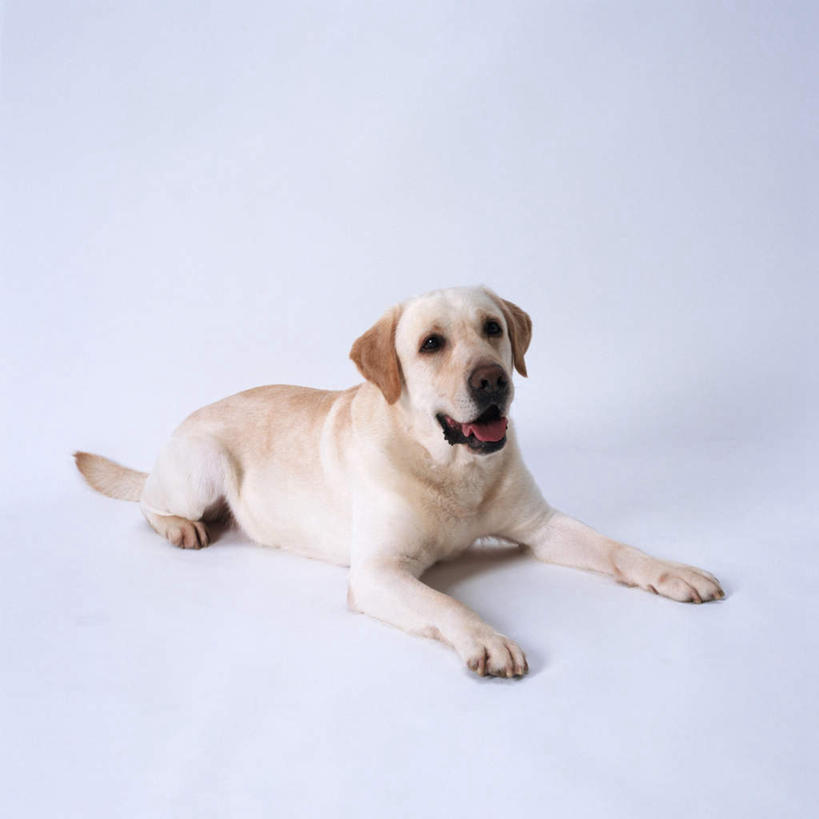 无人,方图,室内,特写,白天,白色背景,侧面,宠物,狗,拉布拉多,注视,拉布拉多猎犬,一只,动物,观察,看,趴着,张嘴,可爱,摄影,影棚,观看,察看,关注,拉布拉多犬,张大嘴巴,忠诚,张开嘴,犬,趴,彩图,全身,影棚拍摄,拍摄