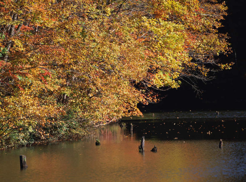 无人,横图,室外,白天,正面,旅游,度假,美景,秋季,森林,树林,植物,日本,亚洲,阴影,反射,影子,池塘,景观,水塘,娱乐,树,树木,绿色,自然,享受,休闲,景色,放松,生长,成长,自然风光,东亚,本州,本州岛,日本国,东北地方,福岛,福岛县,秋,秋天,彩图