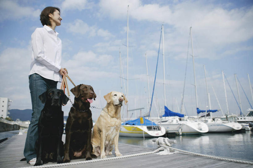 东方人,一个人,码头,站,横图,室外,白天,正面,港口,船,宠物,狗,亚洲,仅一个年轻女性,仅一个女性,仅一个人,三只,一排,阴影,服装,整齐,光线,影子,云,云朵,拿,云彩,拿着,注视,休闲装,黄种人,拉布拉多猎犬,排列,衣服,蓝色,白云,蓝天,天空,阳光,动物,交通工具,天,观察,看,站着,休闲,休闲服,可爱,服饰,晴朗,观看,察看,队列,关注,拉布拉多犬,牵引绳,忠诚,年轻女性,女人,女性,亚洲人,晴空,犬,站立,彩图,全身,摆渡口,埠头,渡口,渡头,港湾,海港,货运码头,口岸,商港