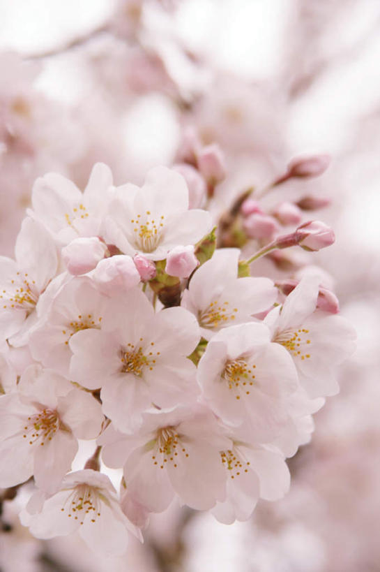 无人,竖图,室外,特写,白天,正面,幸福,纯洁,美景,樱花,日本,亚洲,朦胧,模糊,盛开,景观,花蕾,花,花瓣,花朵,鲜花,粉色,自然,花苞,花蕊,景色,等待,生命,自然风光,东亚,日本国,仙樱花,福岛樱,青肤樱,高尚,热烈,荆桃,彩图