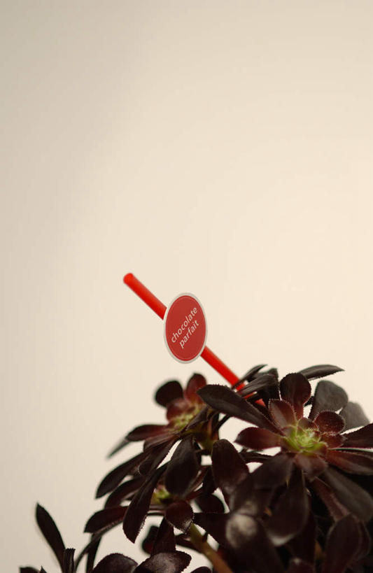 无人,竖图,俯视,室内,特写,白天,白色背景,植物,桌面,桌子,阴影,光线,木制,盆栽,影子,盆景,绿色,自然,木制品,摄影,影棚,生长,成长,一盆,彩图,高角度拍摄,影棚拍摄,拍摄