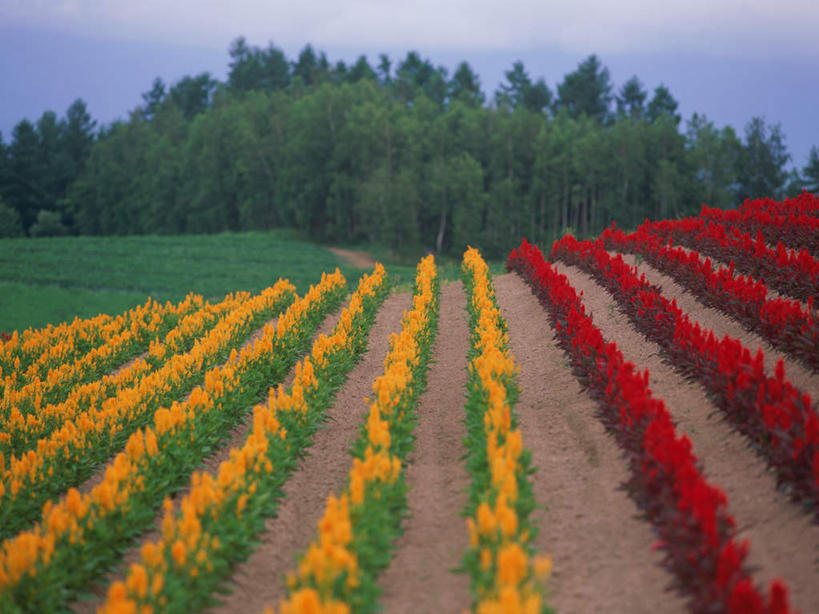 无人,农田,横图,室外,白天,正面,爱情,旅游,度假,庄稼,农作物,草地,草坪,花海,花圃,美景,植物,叶子,北海道,日本,亚洲,一排,阴影,整齐,并列,并排,盛开,光线,影子,景观,云,云朵,花蕾,云彩,娱乐,草,花,花瓣,花朵,花卉,鲜花,树,树木,排列,蓝色,绿色,白云,蓝天,天空,阳光,自然,花丛,花束,花田,天,花苞,花蕊,享受,休闲,景色,放松,生长,晴朗,成长,鸡冠花,队列,自然风光,平行,东亚,日本国,北海道地方,北海道岛,美瑛町,鸡髻花,老来红,芦花鸡冠,美瑛,真挚,坚贞,鸡公花,晴空,彩图,耕地,庄稼田