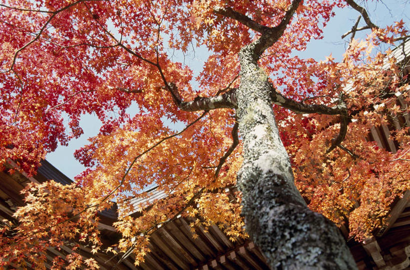 无人,横图,室外,白天,正面,旅游,度假,美景,秋季,植物,叶子,京都,日本,亚洲,景观,红叶,绿叶,娱乐,树,树木,绿色,自然,享受,休闲,嫩叶,景色,放松,京都府,生长,成长,自然风光,东亚,本州,本州岛,日本国,近畿地方,近畿,叶,叶片,秋,秋天,彩图