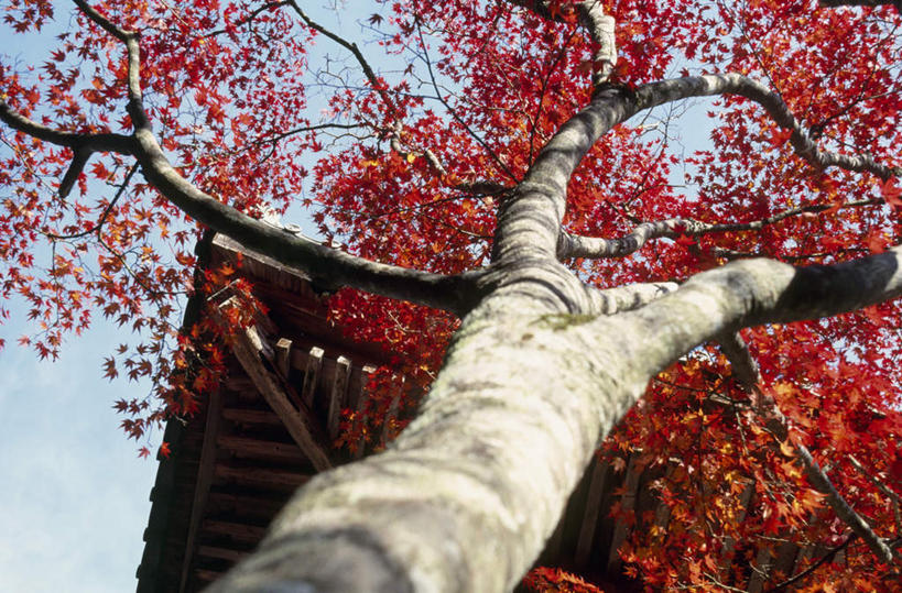 无人,横图,室外,白天,仰视,秋季,植物,叶子,京都,日本,亚洲,红叶,绿叶,树,树木,绿色,自然,嫩叶,京都府,生长,成长,东亚,本州,本州岛,日本国,近畿地方,近畿,叶,叶片,秋,秋天,彩图,低角度拍摄