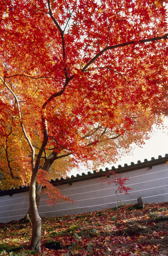 无人,竖图,室外,白天,仰视,度假,美景,秋季,植物,城市风光,城市,叶子,京都,日本,亚洲,景观,红叶,绿叶,娱乐,树,树木,绿色,自然,享受,休闲,嫩叶,景色,放松,京都府,生长,成长,东亚,本州,本州岛,日本国,近畿地方,近畿,叶,叶片,秋,秋天,彩图,低角度拍摄