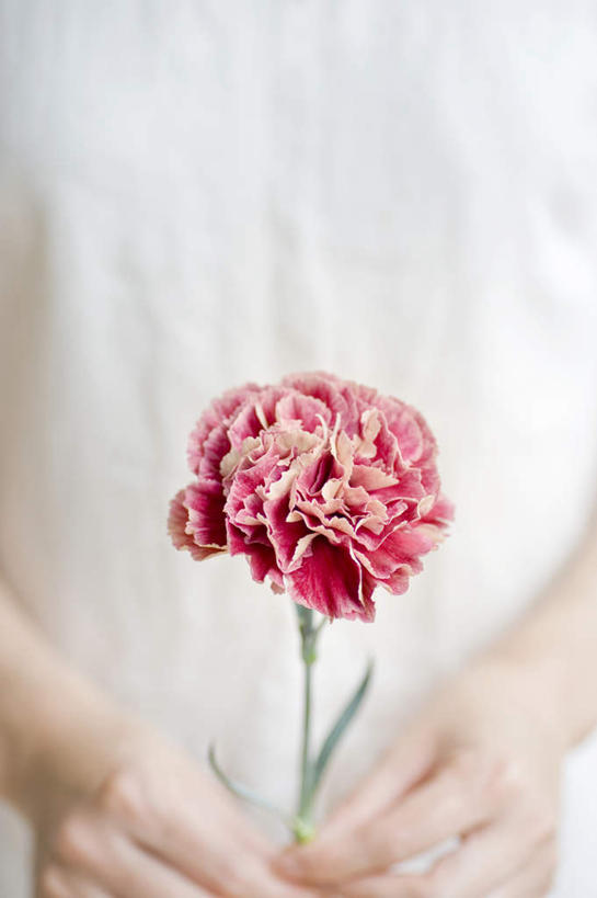 东方人,一个人,站,竖图,室内,特写,白天,正面,康乃馨,亚洲,仅一个年轻女性,仅一个女性,仅一个人,朦胧,模糊,盛开,拿,花蕾,拿着,黄种人,花,花瓣,花朵,鲜花,红色,花苞,花蕊,站着,麝香石竹,石竹,香石竹,年轻女性,女人,女性,亚洲人,站立,半身,彩图