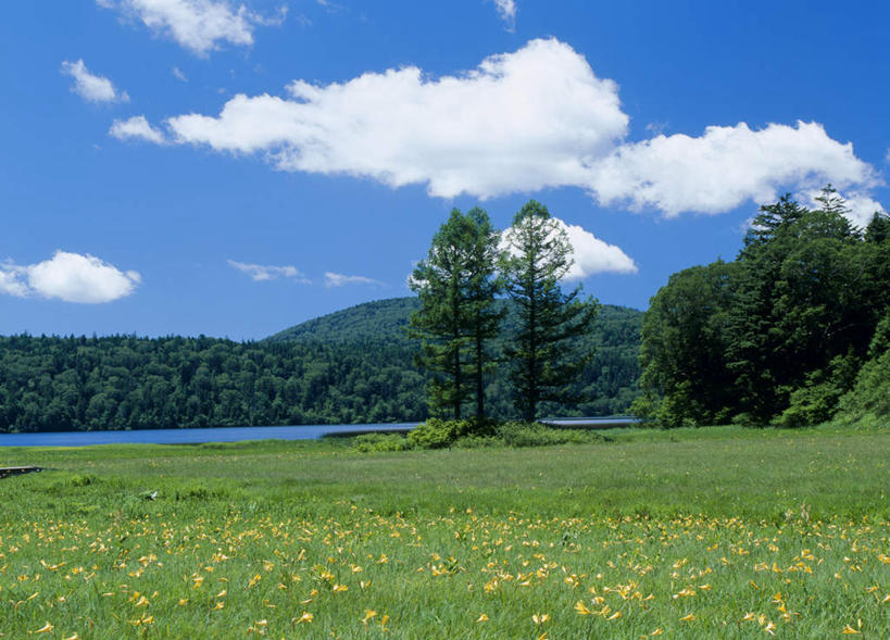 无人,横图,室外,白天,正面,旅游,度假,河流,美景,森林,树林,水,植物,百合花,萱草,日本,亚洲,盛开,河水,景观,水流,云,云朵,花蕾,云彩,娱乐,花,花瓣,花朵,鲜花,树,树木,蓝色,绿色,白云,蓝天,天空,自然,天,花苞,花蕊,享受,休闲,景色,放松,生长,成长,自然风光,东亚,本州,本州岛,日本国,东北地方,福岛,福岛县,强瞿,百合蒜,倒仙,番韭,山丹,黄花菜,彩图