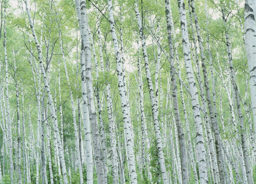 无人,横图,室外,白天,仰视,旅游,度假,美景,森林,树林,植物,白桦树,日本,亚洲,景观,娱乐,树,树木,绿色,自然,享受,休闲,景色,放松,白桦,生长,成长,自然风光,东亚,本州,本州岛,日本国,岩手,岩手县,东北地方,彩图,低角度拍摄