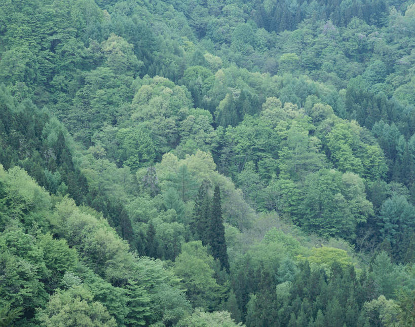 无人,横图,俯视,航拍,室外,白天,旅游,度假,美景,森林,树林,植物,日本,亚洲,景观,娱乐,树,树木,绿色,自然,享受,休闲,景色,放松,生长,成长,鸟瞰,自然风光,东亚,本州,本州岛,日本国,东北地方,福岛,福岛县,高角度拍摄