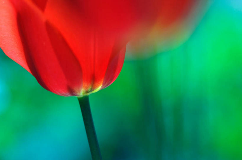 无人,横图,室内,特写,白天,正面,爱情,兴奋,热情,郁金香,阴影,朦胧,模糊,盛开,反射,影子,开放,祝福,花蕾,花,花瓣,花朵,鲜花,一朵,红色,花苞,花蕊,健康,温暖,奔放,活力,积极,激情,朝气,暖色,吉祥,表白,生命,荣誉,饱满,永恒,革命,热烈,赤色,充实,斗志,喜气,主动,郁香,洋荷花,草麝香,彩图,欢乐