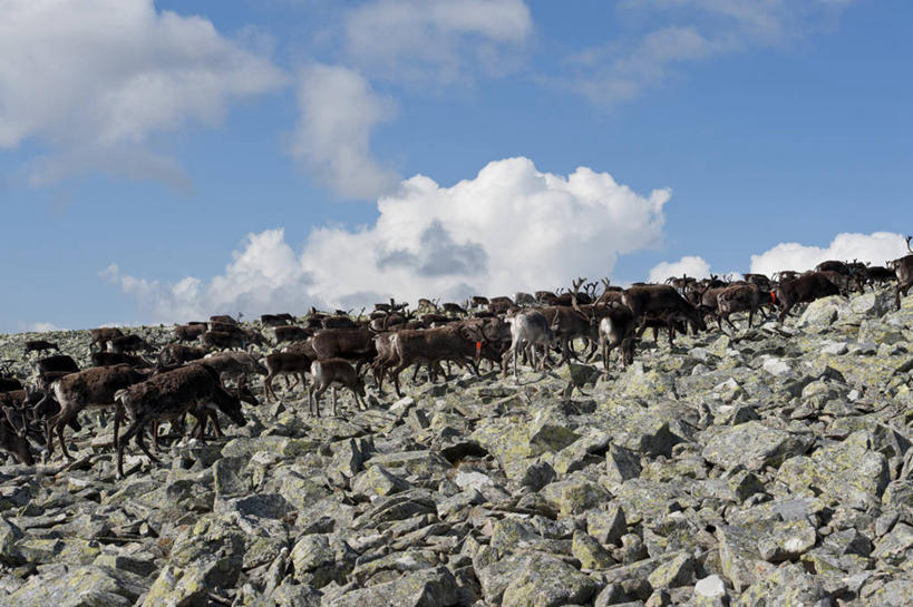 无人,公园,走,横图,室外,白天,仰视,旅游,度假,幸福,石头,美景,山,山脉,哺乳动物,鹿,野生动物,瑞典,欧洲,许多,阴影,光线,石子,影子,景观,山峰,云,云朵,山峦,云彩,注视,娱乐,蓝色,白云,蓝天,天空,阳光,自然,动物,群山,天,观察,看,享受,休闲,景色,放松,可爱,活泼,晴朗,观看,吉祥,察看,迁徙,迁移,国家公园,斯堪的纳维亚,关注,自然风光,北欧,斯堪的那维亚,斯堪的那维亚半岛,斯堪的纳维亚半岛,进取,角鹿,瑞典王国,北博滕,北博滕省,萨勒克国家公园,石块,岩石,晴空,驯鹿,步行,散步,走路,半身,彩图,低角度拍摄