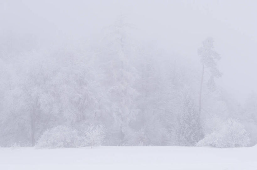无人,横图,室外,白天,正面,旅游,度假,美景,雪,植物,雾,大雪,德国,欧洲,朦胧,模糊,积雪,景观,雪景,冬季,冬天,娱乐,树,树木,绿色,自然,享受,休闲,景色,放松,寒冷,生长,成长,迷雾,西欧,自然风光,德意志联邦共和国,严寒,巴伐利亚,巴伐利亚州,拜恩州,拜恩自由州,施瓦本行政区,大雾,彩图