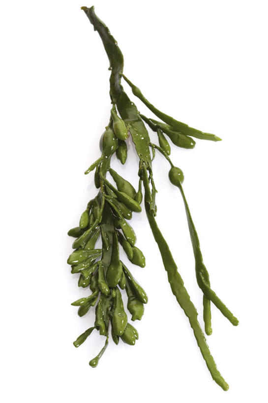 无人,竖图,俯视,室内,特写,白天,白色背景,植物,桌面,桌子,叶子,阴影,反射,木制,纹理,影子,绿叶,绿色,木制品,嫩叶,海藻,摄影,影棚,海草,肌理,叶,叶片,叶脉,彩图,高角度拍摄,影棚拍摄,拍摄