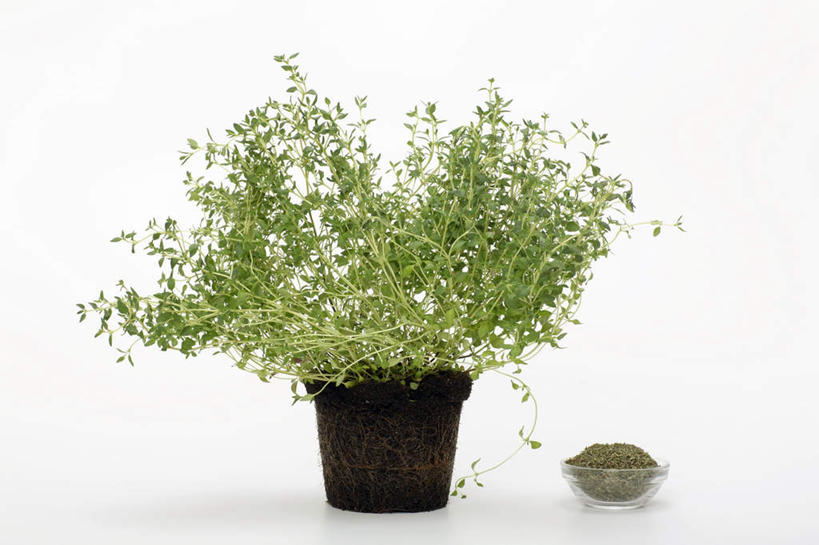 无人,横图,室内,特写,白天,白色背景,正面,植物,玻璃,阴影,芳香,反射,盆栽,影子,调味,香料,佐料,盆景,玻璃制品,一个,绿色,自然,容器,碗,香草,摄影,影棚,生长,单个,成长,储藏,吉祥,百里香,麝香草,配料,储存,如意,勇气,作料,勇敢,地椒,自尊,不屈,平安,彩图,影棚拍摄,拍摄,贮存