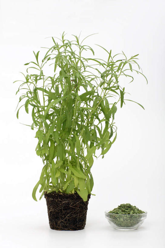 无人,竖图,室内,特写,白天,白色背景,正面,植物,玻璃,阴影,反射,盆栽,影子,调味,香料,佐料,草药,药草,盆景,中药,玻璃制品,一个,绿色,自然,容器,碗,摄影,影棚,生长,单个,成长,储藏,配料,储存,药材,中草药,龙蒿,中药材,本草,作料,椒蒿,青蒿,蛇蒿,彩图,影棚拍摄,拍摄,贮存