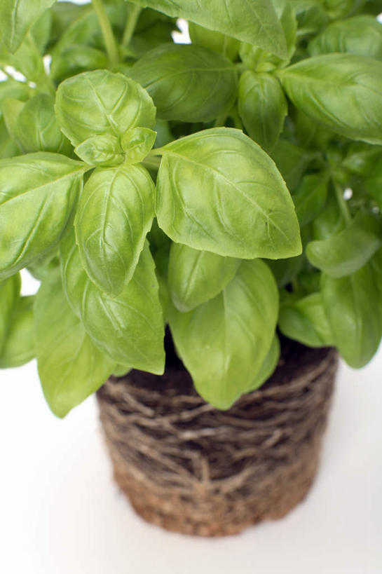 无人,竖图,俯视,室内,特写,白天,白色背景,植物,叶子,阴影,朦胧,模糊,反射,盆栽,影子,调味,香料,佐料,绿叶,草药,盆景,中药,一个,绿色,自然,香草,嫩叶,摄影,影棚,生长,单个,成长,罗勒,配料,紫苏,药材,中草药,九层塔,圣约瑟夫草,甜罗勒,兰香,中药材,本草,作料,叶,叶片,彩图,高角度拍摄,影棚拍摄,拍摄