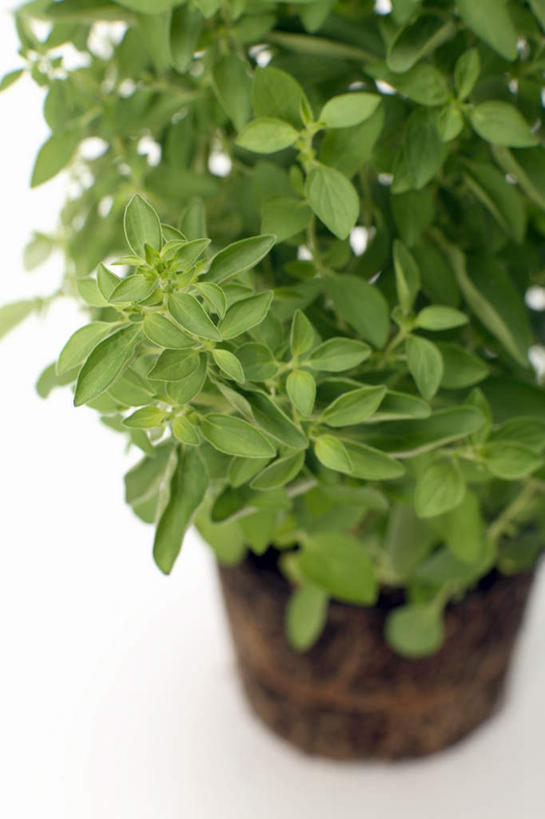 无人,竖图,俯视,室内,特写,白天,白色背景,植物,叶子,阴影,朦胧,模糊,反射,盆栽,影子,调味,香料,佐料,绿叶,盆景,绿色,自然,嫩叶,摄影,影棚,生长,成长,牛至,配料,滇香蕾,土香薷,作料,荆芥,香薷,奥勒冈草,白花土荆芥,白花茵陈,川香薷,俄力冈叶,减脂叶,满山香,蘑菇草,披萨草,银薄荷,止痢草,叶,叶片,彩图,高角度拍摄,影棚拍摄,拍摄