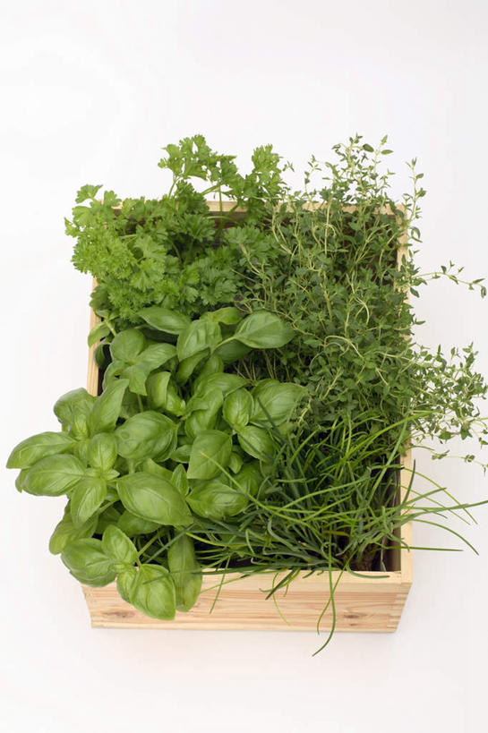 无人,竖图,俯视,室内,特写,白天,白色背景,植物,芹菜,蔬菜,芳香,木制,盆栽,葱,香料,盆景,绿色,自然,木制品,容器,香草,摄影,荷兰芹,欧芹,香芹,影棚,生长,成长,储藏,吉祥,百里香,罗勒,麝香草,细香葱,香葱,储存,紫苏,九层塔,圣约瑟夫草,甜罗勒,兰香,如意,法香,巴西利,洋香菜,洋芫荽,法国香菜,勇气,旱芹菜,番荽,勇敢,地椒,自尊,不屈,平安,彩图,高角度拍摄,影棚拍摄,拍摄,贮存