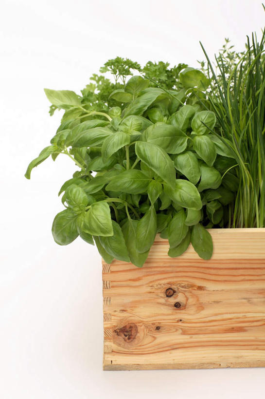 无人,竖图,俯视,室内,特写,白天,白色背景,植物,芹菜,蔬菜,芳香,木制,盆栽,葱,香料,盆景,绿色,自然,木制品,容器,香草,摄影,荷兰芹,欧芹,香芹,影棚,生长,成长,储藏,吉祥,百里香,罗勒,麝香草,细香葱,香葱,储存,紫苏,九层塔,圣约瑟夫草,甜罗勒,兰香,如意,法香,巴西利,洋香菜,洋芫荽,法国香菜,勇气,旱芹菜,番荽,勇敢,地椒,自尊,不屈,平安,彩图,高角度拍摄,影棚拍摄,拍摄,贮存