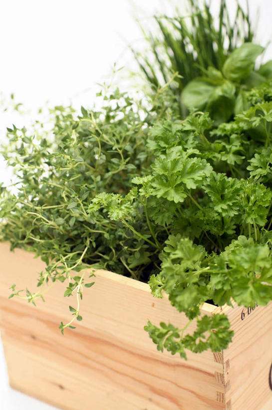 无人,竖图,俯视,室内,特写,白天,白色背景,植物,芹菜,蔬菜,芳香,木制,盆栽,葱,香料,盆景,绿色,自然,木制品,容器,香草,摄影,荷兰芹,欧芹,香芹,影棚,生长,成长,储藏,吉祥,百里香,罗勒,麝香草,细香葱,香葱,储存,紫苏,九层塔,圣约瑟夫草,甜罗勒,兰香,如意,法香,巴西利,洋香菜,洋芫荽,法国香菜,勇气,旱芹菜,番荽,勇敢,地椒,自尊,不屈,平安,彩图,高角度拍摄,影棚拍摄,拍摄,贮存