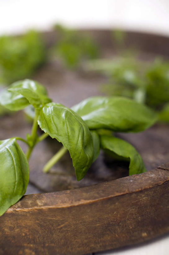 无人,竖图,室内,特写,白天,白色背景,正面,植物,叶子,阴影,朦胧,模糊,反射,木制,影子,香料,绿叶,草药,案板,中药,砧板,木制品,香草,嫩叶,摄影,影棚,罗勒,紫苏,药材,中草药,九层塔,圣约瑟夫草,甜罗勒,兰香,中药材,本草,叶,叶片,彩图,影棚拍摄,拍摄