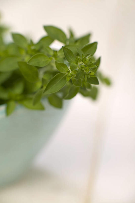 无人,竖图,室内,特写,白天,正面,植物,桌子,阴影,朦胧,模糊,反射,盆栽,影子,陶瓷,调味,香料,佐料,盆景,陶瓷制品,一个,绿色,自然,容器,碗,摄影,影棚,生长,单个,成长,储藏,牛至,配料,储存,滇香蕾,土香薷,作料,荆芥,香薷,奥勒冈草,白花土荆芥,白花茵陈,川香薷,俄力冈叶,减脂叶,满山香,蘑菇草,披萨草,银薄荷,止痢草,彩图,影棚拍摄,拍摄,贮存