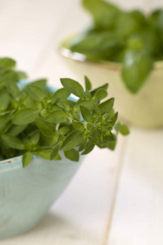 无人,竖图,室内,特写,白天,正面,植物,桌子,阴影,朦胧,模糊,反射,盆栽,影子,陶瓷,香料,草药,盆景,陶瓷制品,中药,绿色,自然,容器,碗,香草,摄影,影棚,生长,成长,储藏,罗勒,牛至,储存,紫苏,药材,中草药,滇香蕾,九层塔,圣约瑟夫草,甜罗勒,土香薷,兰香,中药材,本草,荆芥,香薷,奥勒冈草,白花土荆芥,白花茵陈,川香薷,俄力冈叶,减脂叶,满山香,蘑菇草,披萨草,银薄荷,止痢草,彩图,影棚拍摄,拍摄,贮存