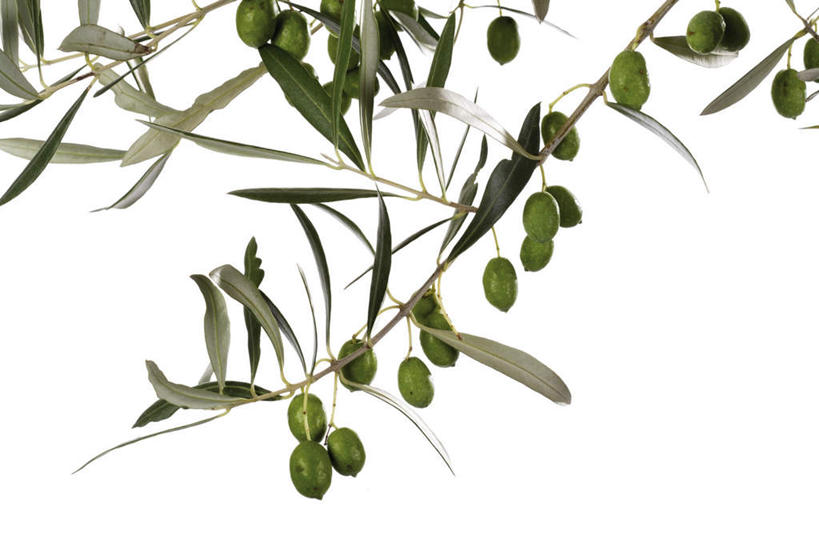 无人,横图,俯视,室内,特写,白天,白色背景,植物,餐桌,桌子,橄榄,水果,叶子,阴影,新鲜,反射,影子,生食,食品,果实,果树,绿叶,枝条,树,树木,树枝,食物,绿色,自然,嫩叶,摄影,有机食品,绿色食品,影棚,生长,成长,餐台,虬枝,枝杈,叶,叶片,青果,白榄,彩图,高角度拍摄,影棚拍摄,拍摄