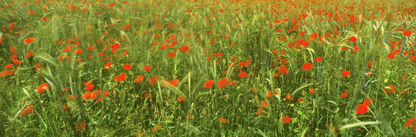 无人,横图,俯视,室外,白天,旅游,度假,草地,草坪,花海,花圃,美景,植物,罂粟,叶子,盛开,景观,草药,花蕾,娱乐,中药,草,花,花瓣,花朵,花卉,鲜花,红色,绿色,自然,花丛,花束,花田,花苞,花蕊,享受,休闲,景色,放松,毒品,自然风光,药材,中草药,中药材,本草,止痛,镇静,安眠,红罂粟,罂粟花,彩图,高角度拍摄