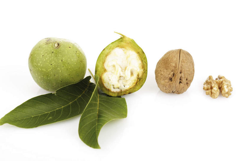 无人,横图,俯视,室内,特写,白天,白色背景,叶子,切开,阴影,反射,影子,核桃,坚果,果实,绿叶,树叶,绿色,干果,切,嫩叶,摄影,影棚,剖面,核桃肉,切面,胡桃,羌桃,叶,叶片,彩图,高角度拍摄,影棚拍摄,拍摄