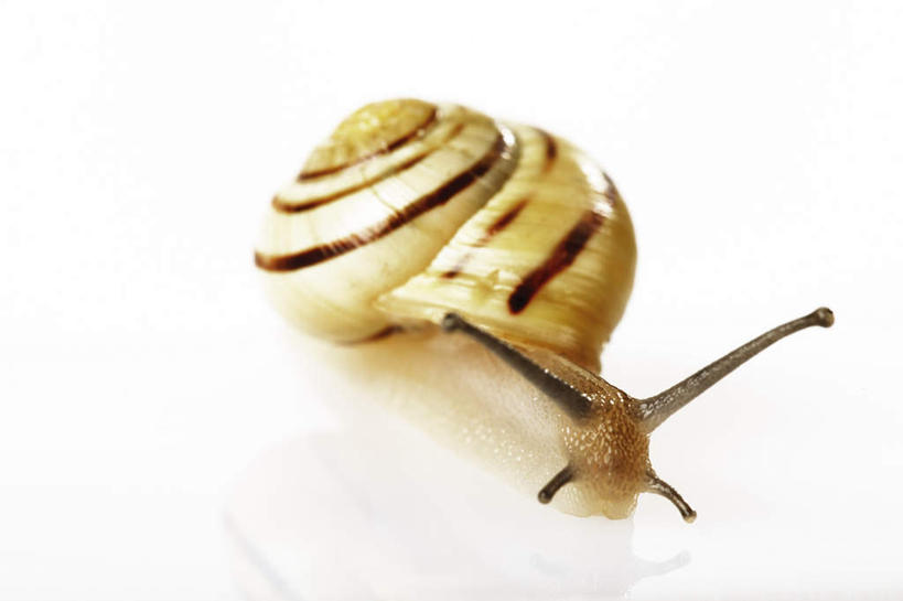 无人,横图,俯视,室内,特写,白天,白色背景,野生动物,蜗牛,一只,动物,爬,可爱,摄影,活泼,影棚,软体动物,攀爬,彩图,高角度拍摄,全身,影棚拍摄,拍摄