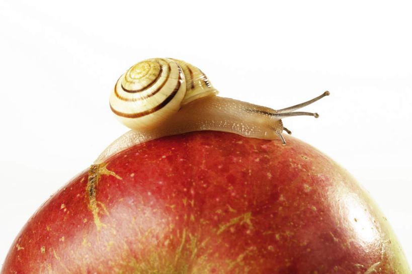 无人,横图,俯视,室内,特写,白天,白色背景,野生动物,苹果,水果,新鲜,蜗牛,生食,食品,果实,食物,动物,爬,可爱,摄影,活泼,有机食品,绿色食品,影棚,软体动物,攀爬,彩图,高角度拍摄,全身,影棚拍摄,拍摄