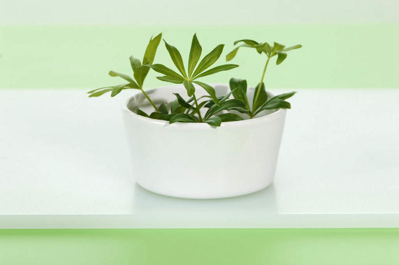 无人,横图,俯视,室内,特写,白天,幸福,植物,茶,叶子,朦胧,模糊,盆栽,茶叶,绿叶,盆景,娱乐,一个,绿色,自然,享受,休闲,温馨,嫩叶,放松,乐趣,生长,单个,成长,提神,舒适,醒脑,叶,叶片,彩图,高角度拍摄