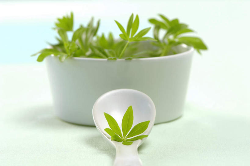 无人,横图,俯视,室内,特写,白天,幸福,水,植物,茶,叶子,朦胧,模糊,盆栽,液体,水滴,茶叶,绿叶,盆景,娱乐,绿色,自然,享受,休闲,温馨,嫩叶,放松,乐趣,生长,放大,成长,提神,舒适,醒脑,叶,叶片,彩图,高角度拍摄