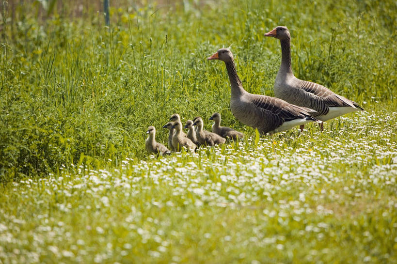 无人,走,横图,室外,白天,正面,旅游,度假,草地,草坪,美景,植物,鸟,野生动物,天鹅,一群,许多,阴影,光线,鸟类,影子,景观,很多,注视,娱乐,草,绿色,阳光,自然,动物,观察,看,享受,休闲,景色,放松,可爱,观看,察看,关注,自然风光,鹄,步行,散步,走路,彩图
