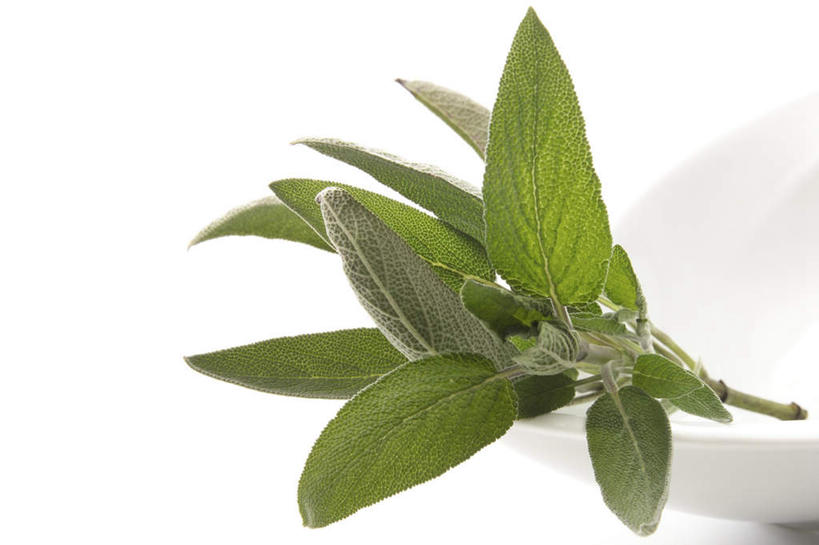 无人,家庭,横图,俯视,室内,特写,白天,白色背景,智慧,植物,叶子,陶瓷,绿叶,草药,药草,陶瓷制品,中药,容器,碗,嫩叶,摄影,影棚,储藏,鼠尾草,储存,药材,中草药,中药材,本草,理性,叶,叶片,彩图,高角度拍摄,影棚拍摄,拍摄,贮存