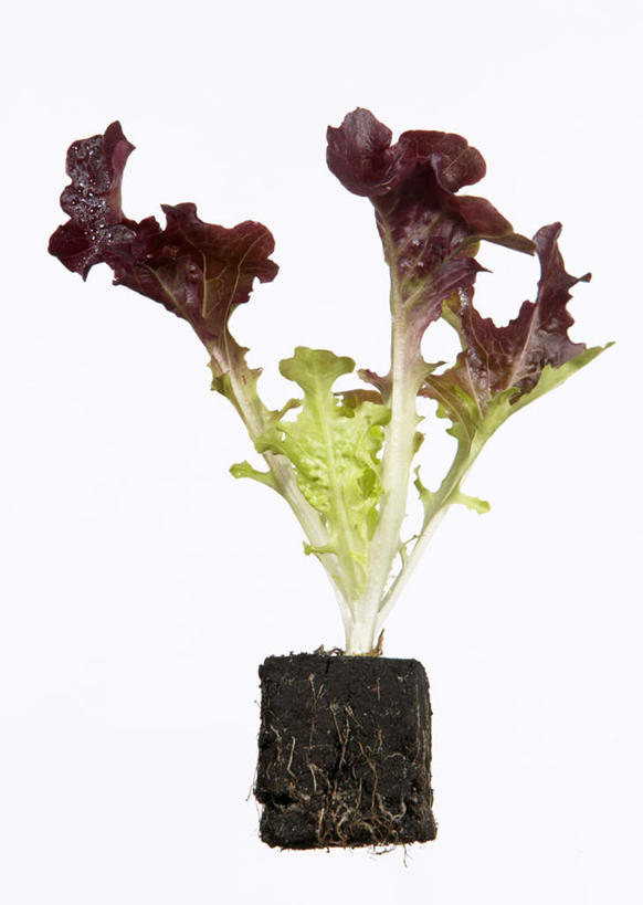 无人,竖图,室内,特写,白天,白色背景,正面,蔬菜,叶子,新鲜,泥土,莴苣,莴笋,食品,绿叶,食物,嫩叶,摄影,有机食品,绿色食品,影棚,秧苗,香笋,千金菜,叶,叶片,彩图,影棚拍摄,拍摄