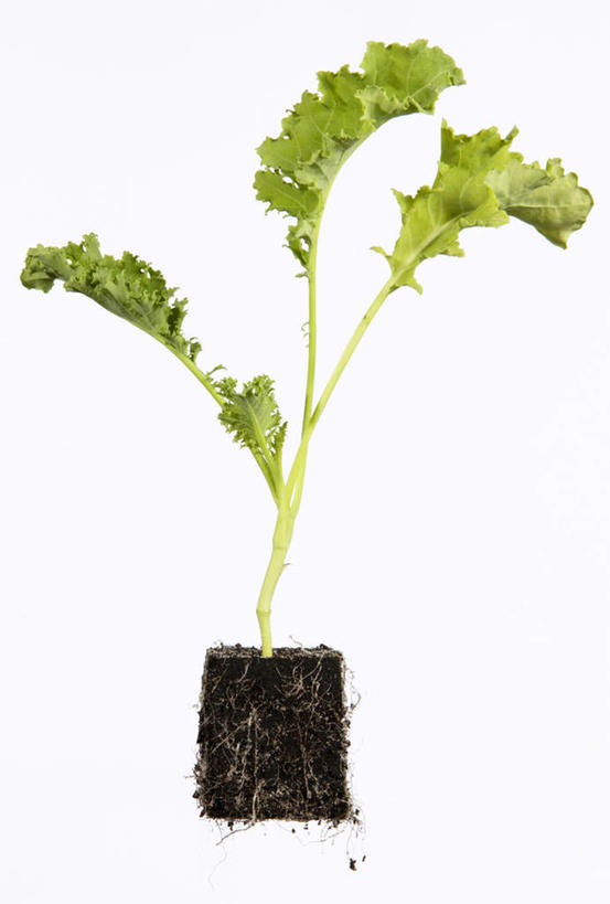 无人,竖图,室内,特写,白天,白色背景,正面,蔬菜,叶子,新鲜,泥土,莴苣,莴笋,食品,绿叶,食物,嫩叶,摄影,有机食品,绿色食品,影棚,秧苗,香笋,千金菜,叶,叶片,彩图,影棚拍摄,拍摄