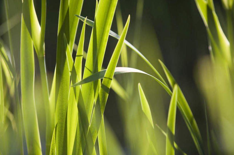 无人,横图,室外,特写,白天,正面,旅游,度假,草地,草坪,美景,植物,阴影,朦胧,模糊,光线,纹路,纹理,影子,景观,娱乐,草,绿色,阳光,自然,享受,休闲,景色,放松,自然风光,肌理,彩图