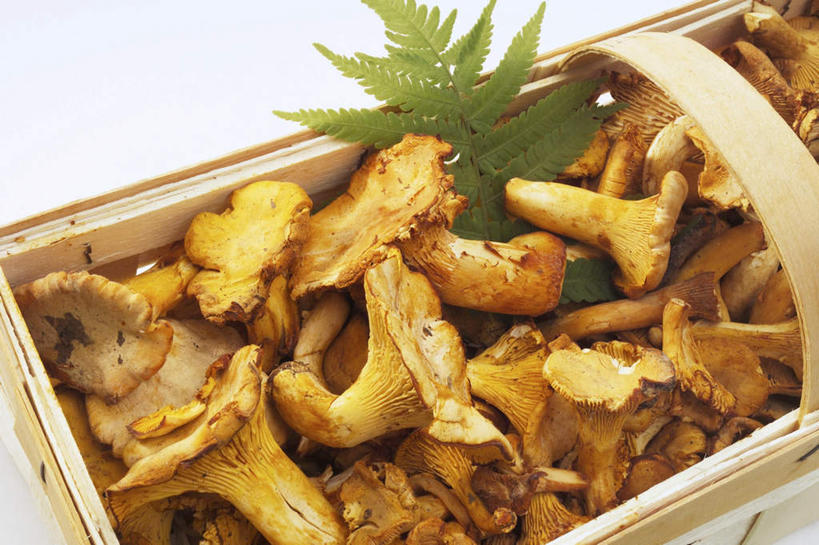 无人,横图,俯视,室内,特写,白天,白色背景,烹饪,西餐,桌面,桌子,蔬菜,叶子,新鲜,菌菇,蘑菇,料理,食品,绿叶,菌类,菜肴,美食,食物,嫩叶,食用菌,西式,摄影,佳肴,有机食品,绿色食品,影棚,鸡油菌,叶,叶片,彩图,高角度拍摄,影棚拍摄,拍摄