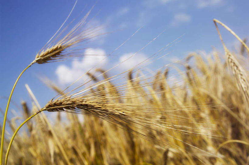 无人,农田,横图,室外,特写,白天,仰视,庄稼,农作物,小麦,朦胧,模糊,云,云朵,谷物,云彩,蓝色,白云,蓝天,天空,天,麦子,晴朗,晴空,彩图,低角度拍摄,耕地,庄稼田