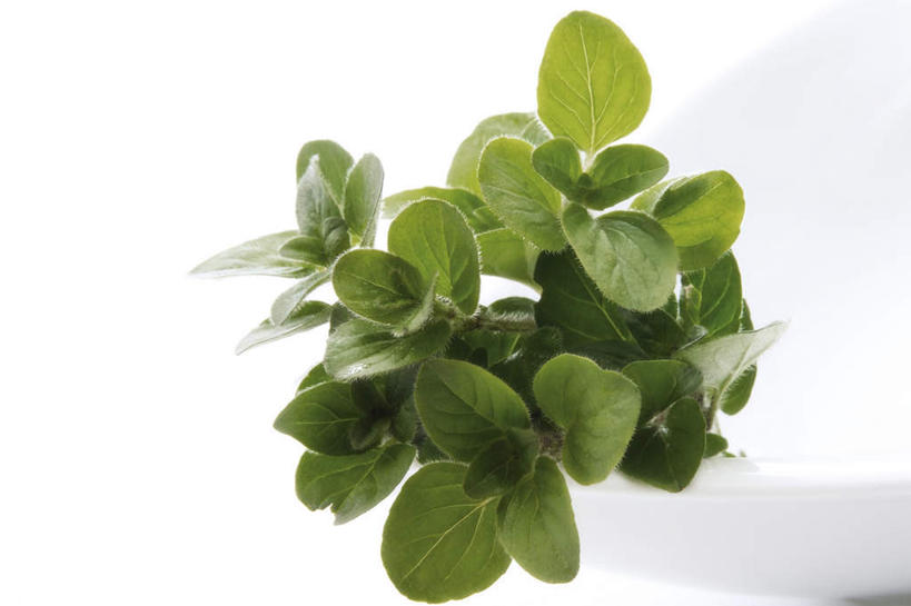 无人,横图,俯视,室内,特写,白天,白色背景,植物,叶子,陶瓷,绿叶,草药,药草,陶瓷制品,中药,容器,碗,嫩叶,摄影,影棚,储藏,牛至,储存,药材,中草药,滇香蕾,土香薷,中药材,本草,荆芥,香薷,奥勒冈草,白花土荆芥,白花茵陈,川香薷,俄力冈叶,减脂叶,满山香,蘑菇草,披萨草,银薄荷,止痢草,叶,叶片,彩图,高角度拍摄,影棚拍摄,拍摄,贮存