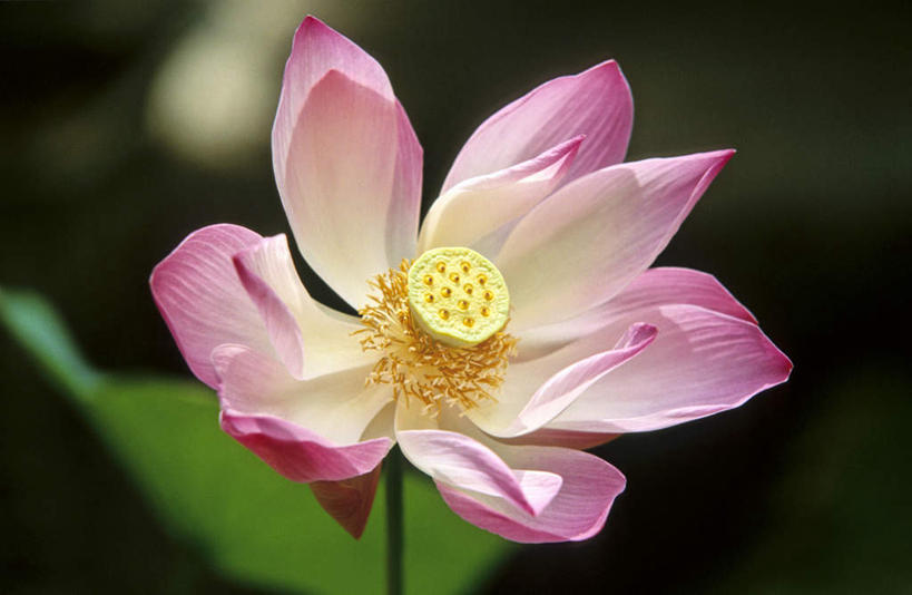 无人,横图,室外,特写,白天,正面,旅游,度假,纯洁,湖,湖泊,美景,水,莲花,叶子,朦胧,模糊,盛开,湖面,景观,水流,水面,绿叶,花蕾,娱乐,花,花瓣,花朵,鲜花,一朵,粉色,自然,湖水,花苞,花蕊,享受,休闲,嫩叶,景色,放松,富贵,神圣,自然风光,纯净,六月花神,正直,荷花,六月春,藕花,水芙蓉,叶,叶片,彩图