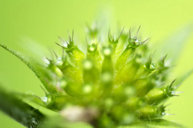 无人,横图,室外,特写,白天,正面,植物,朦胧,模糊,盛开,草药,药草,花蕾,中药,花,花瓣,花朵,鲜花,花苞,花蕊,药材,中草药,中药材,本草,土当归,彩图