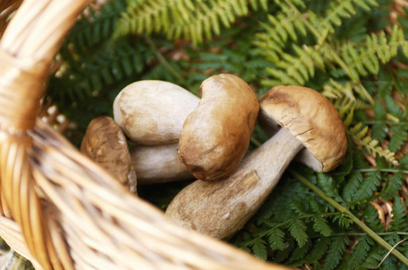 无人,交叉,横图,俯视,室外,特写,白天,烹饪,西餐,竹子,蔬菜,叶子,竹制,朦胧,模糊,新鲜,编织,篮子,菌菇,蘑菇,料理,食品,绿叶,菌类,菜肴,美食,中药,食物,竹篮,嫩叶,食用菌,西式,佳肴,有机食品,绿色食品,竹条,交织,竹制品,药材,牛肝菌,中药材,穿插,美味牛肝菌,大脚菇,叶,叶片,彩图,高角度拍摄